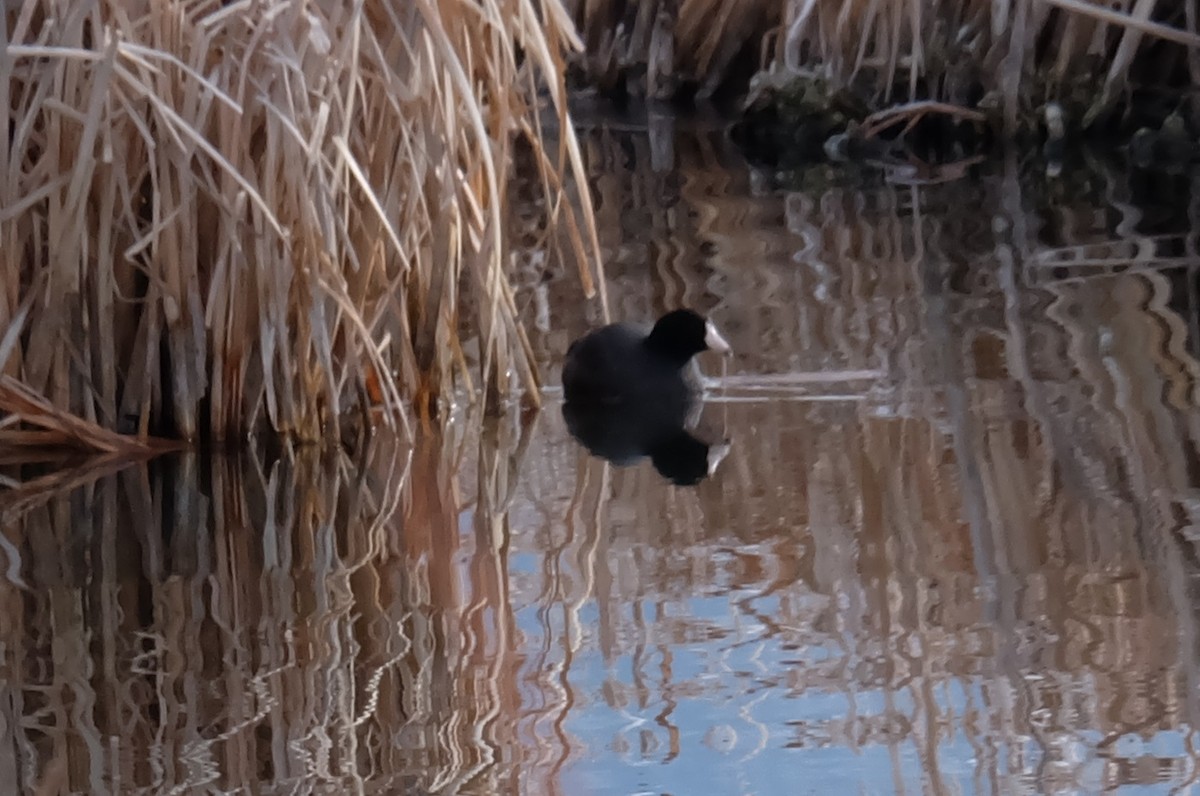 American Coot (Red-shielded) - ML147087711