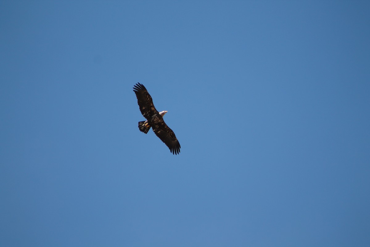 Bald Eagle - ML147088341