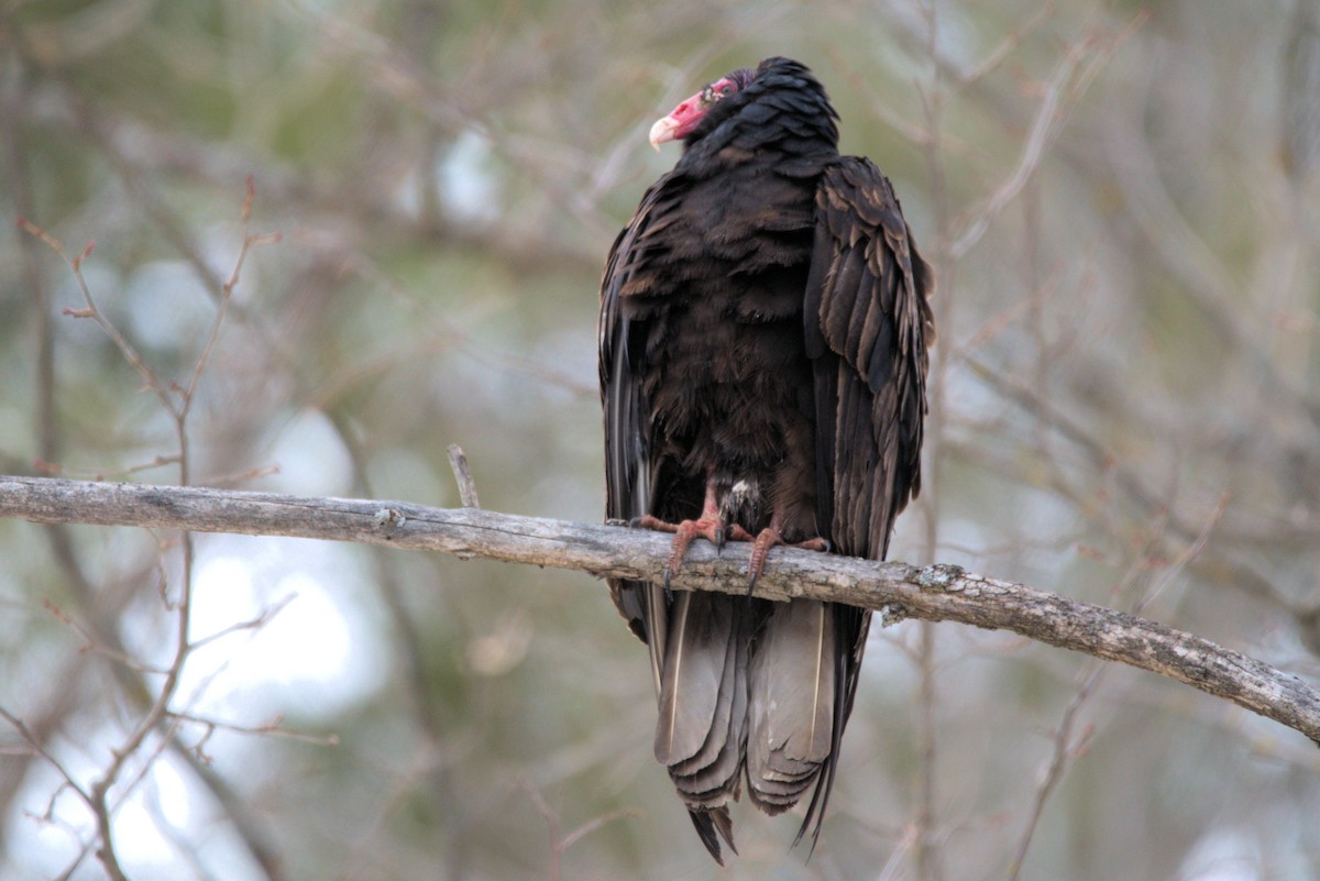 Turkey Vulture - ML147088731