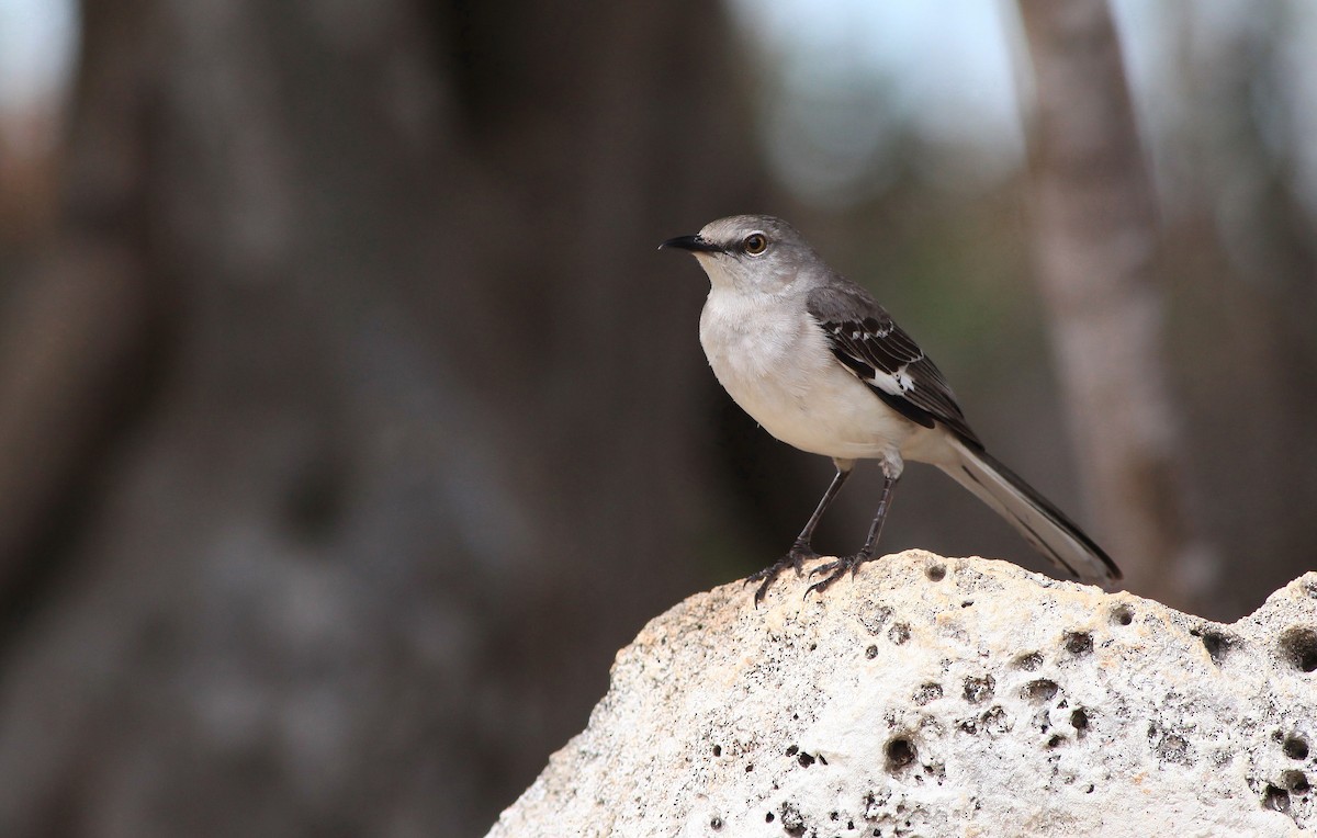 Northern Mockingbird - ML147088931