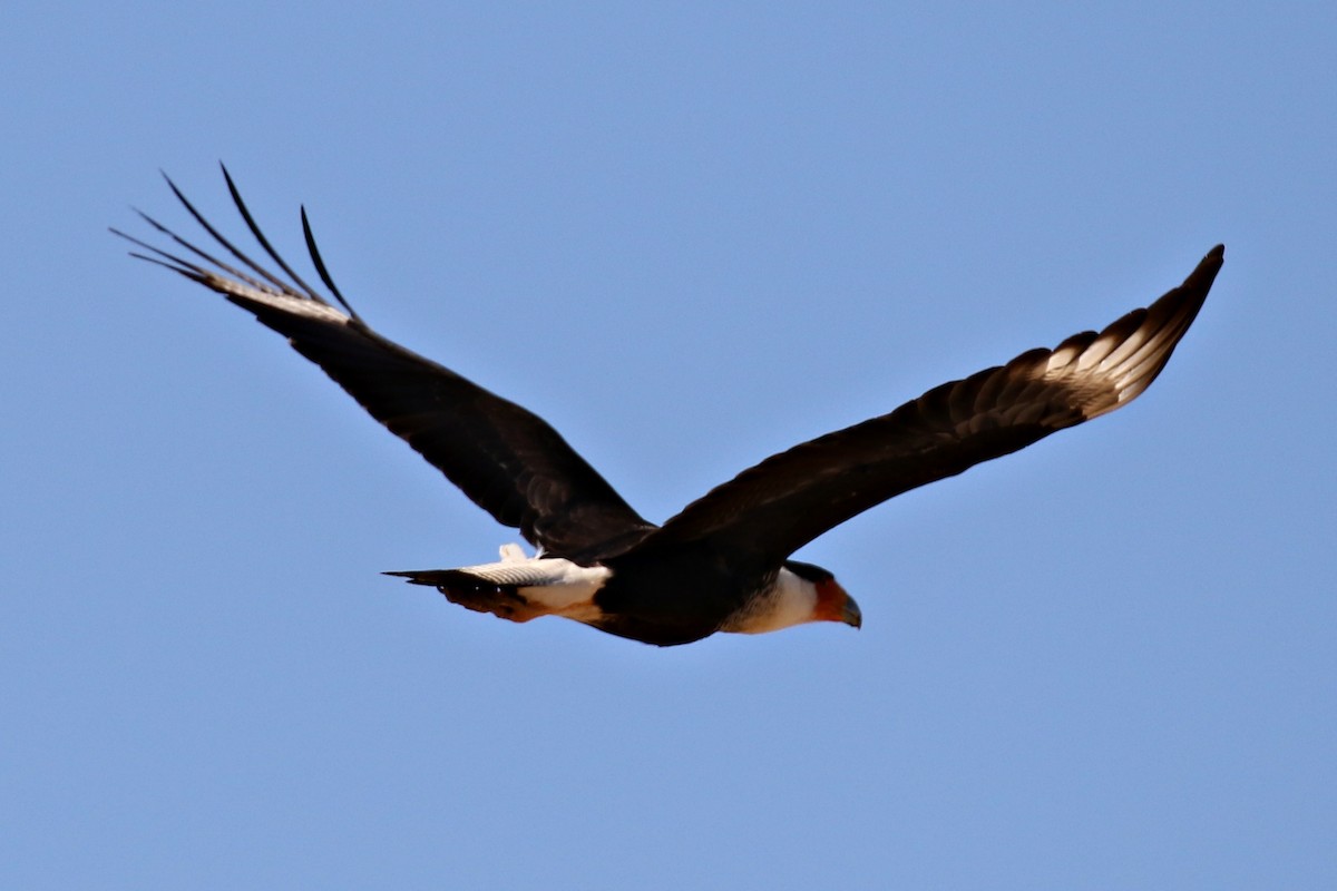 Crested Caracara (Northern) - ML147088951