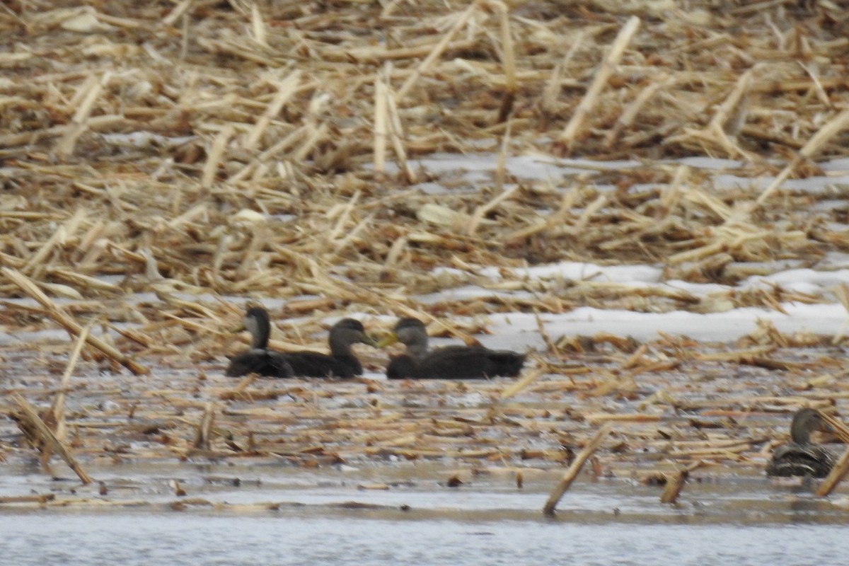 American Black Duck - Dan Belter