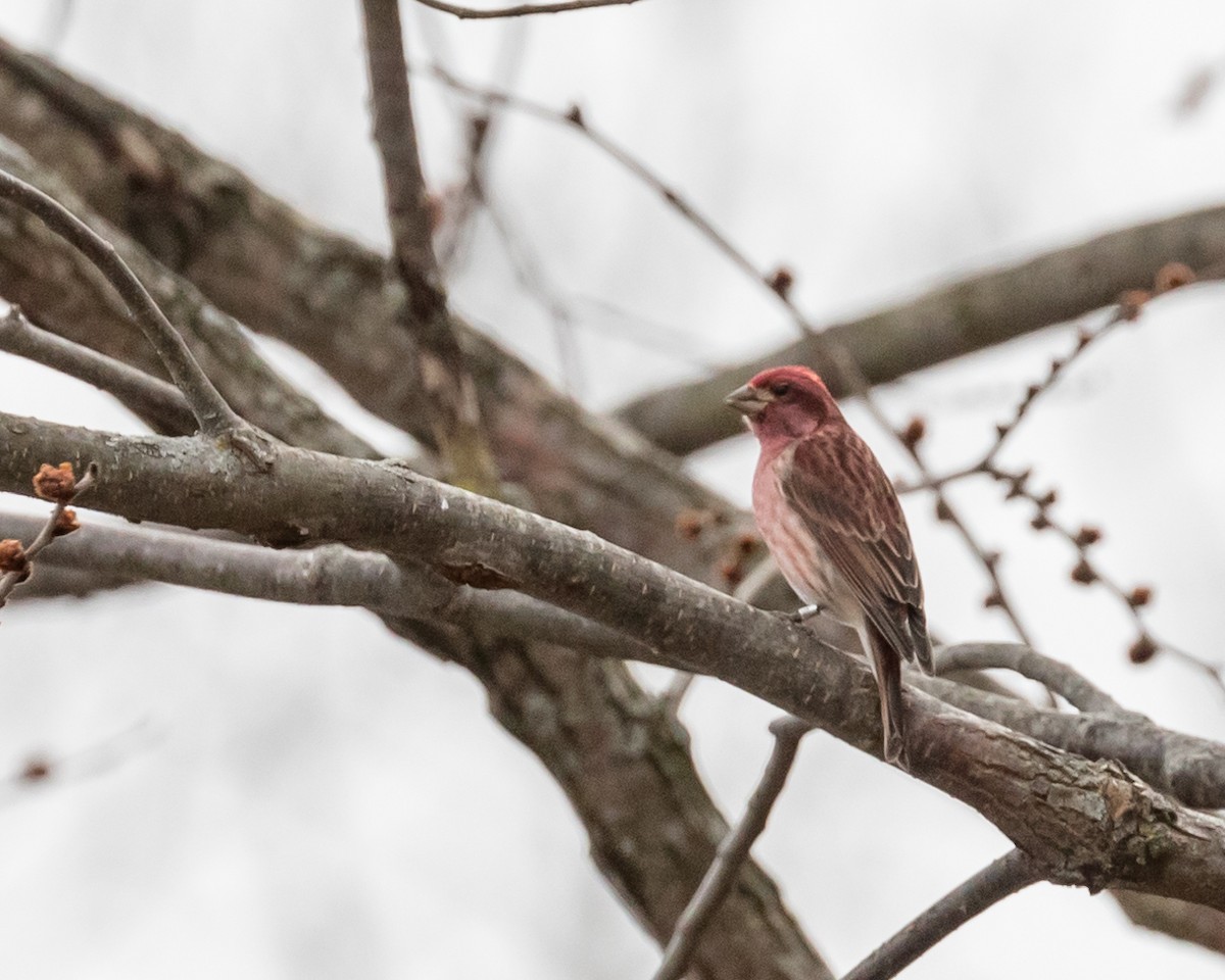 Purple Finch - Cassandre Crawford