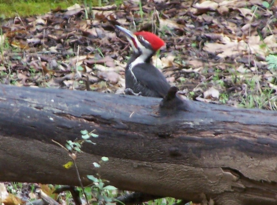 Pileated Woodpecker - ML147091531