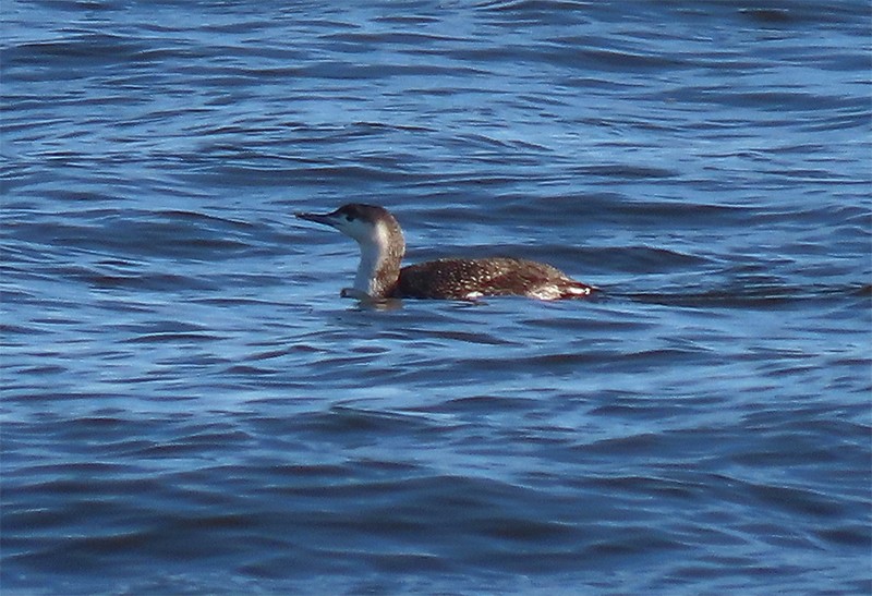 Red-throated Loon - ML147091861