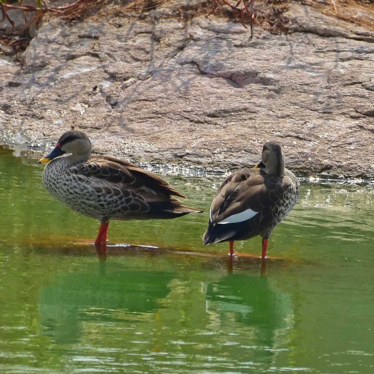 Indian Spot-billed Duck - ML147092401