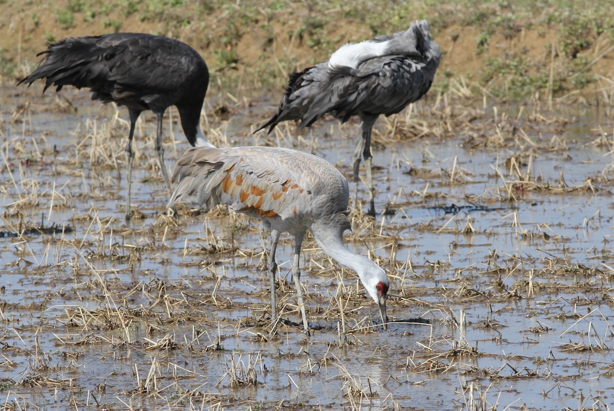 Sandhill Crane (canadensis) - John Martin