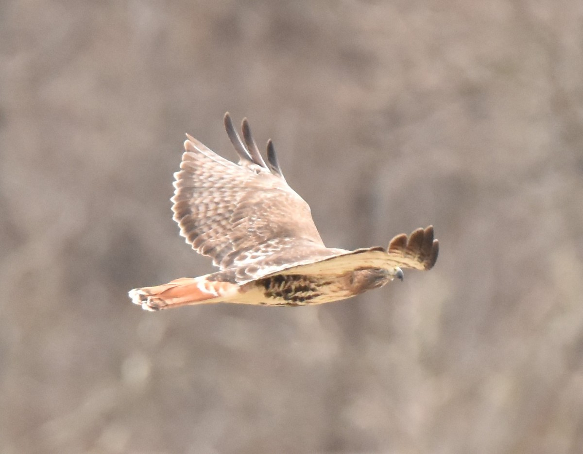 Red-tailed Hawk - ML147095241