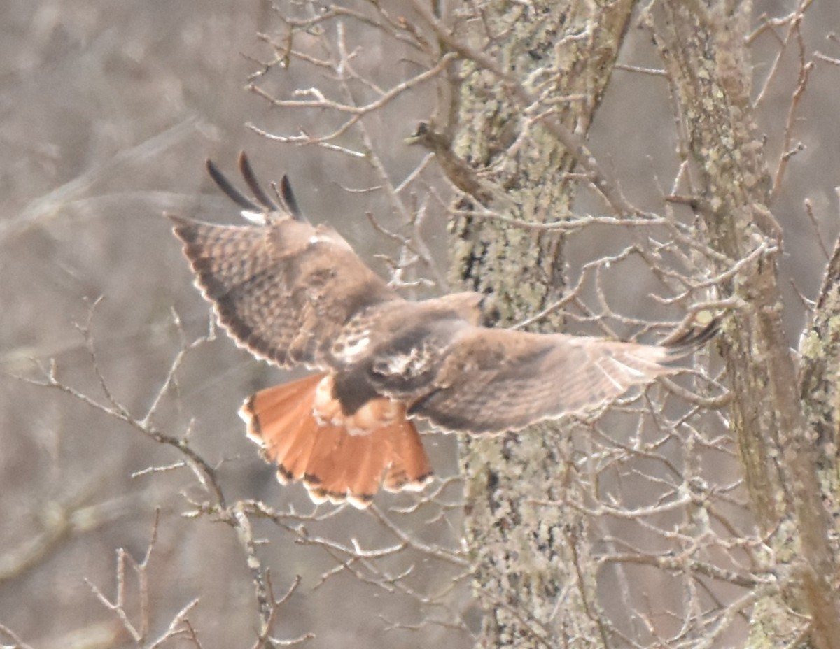 Red-tailed Hawk - ML147095291