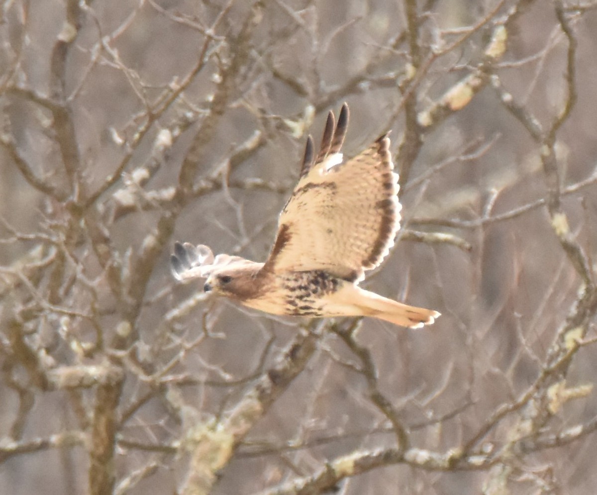 Red-tailed Hawk - ML147095311
