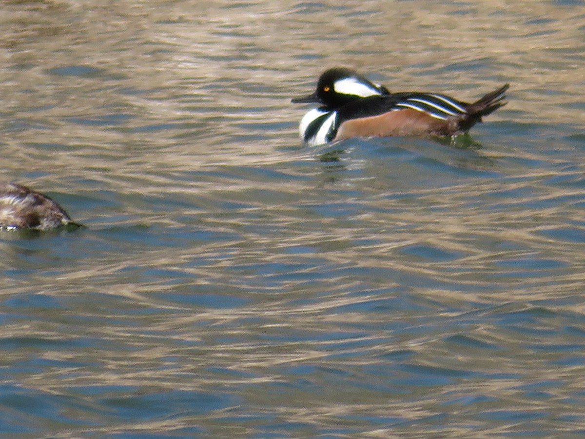 Hooded Merganser - ML147096341