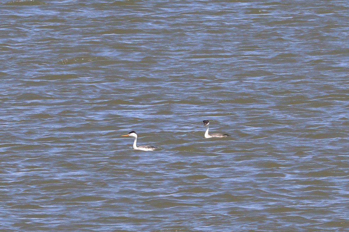 Clark's Grebe - Lawrence Haller