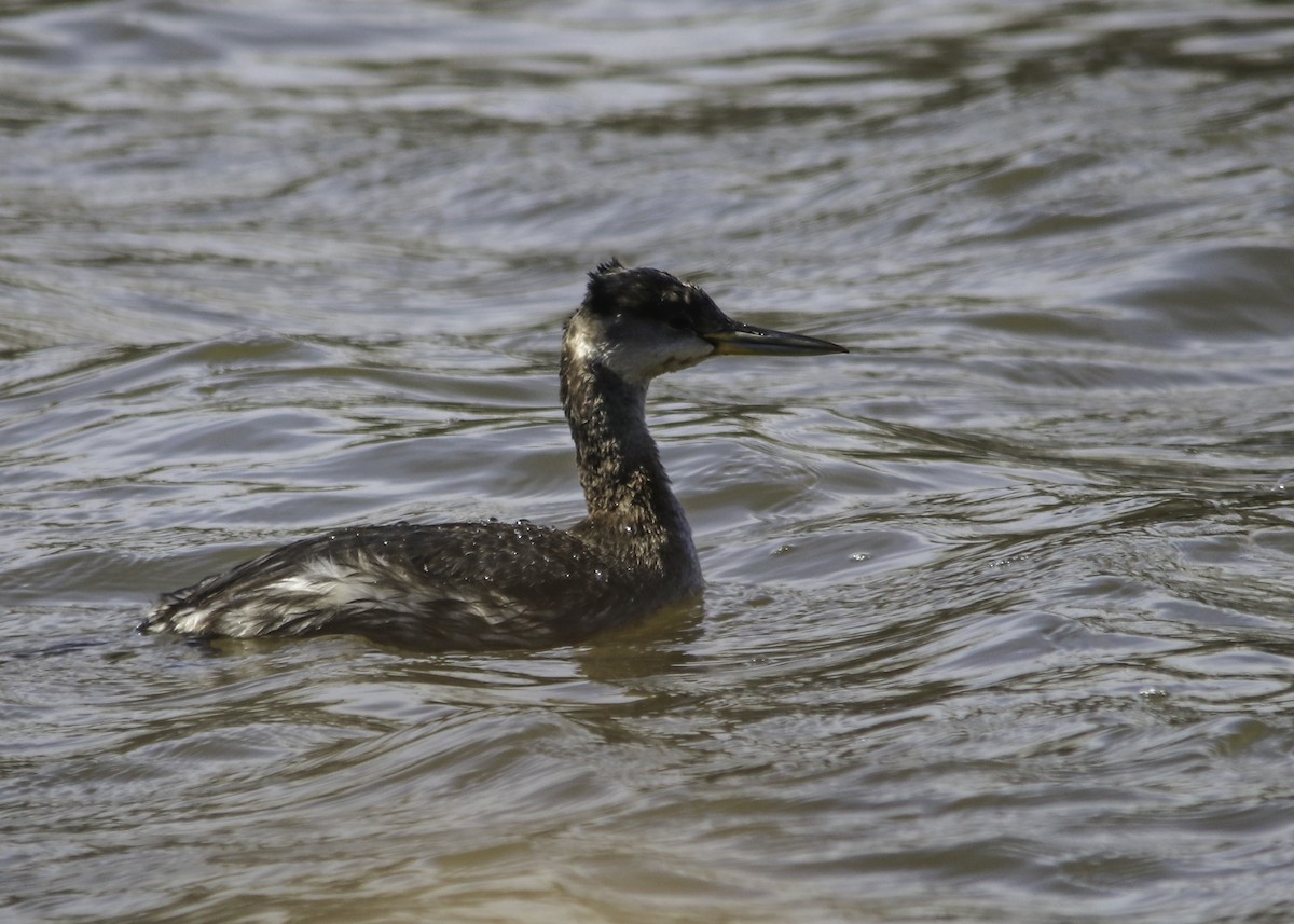 Red-necked Grebe - Trefor Evans