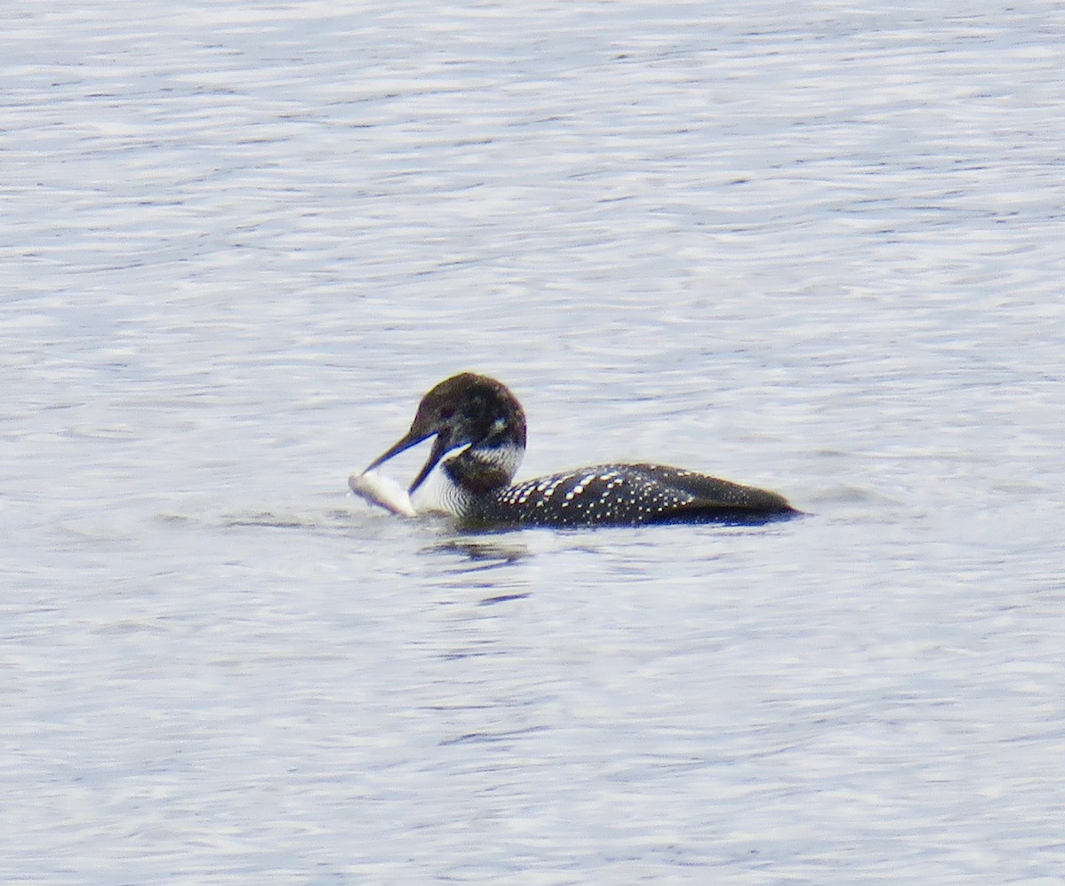 Common Loon - Ann Tanner