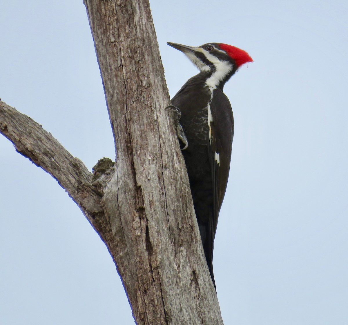 Pileated Woodpecker - Ann Tanner