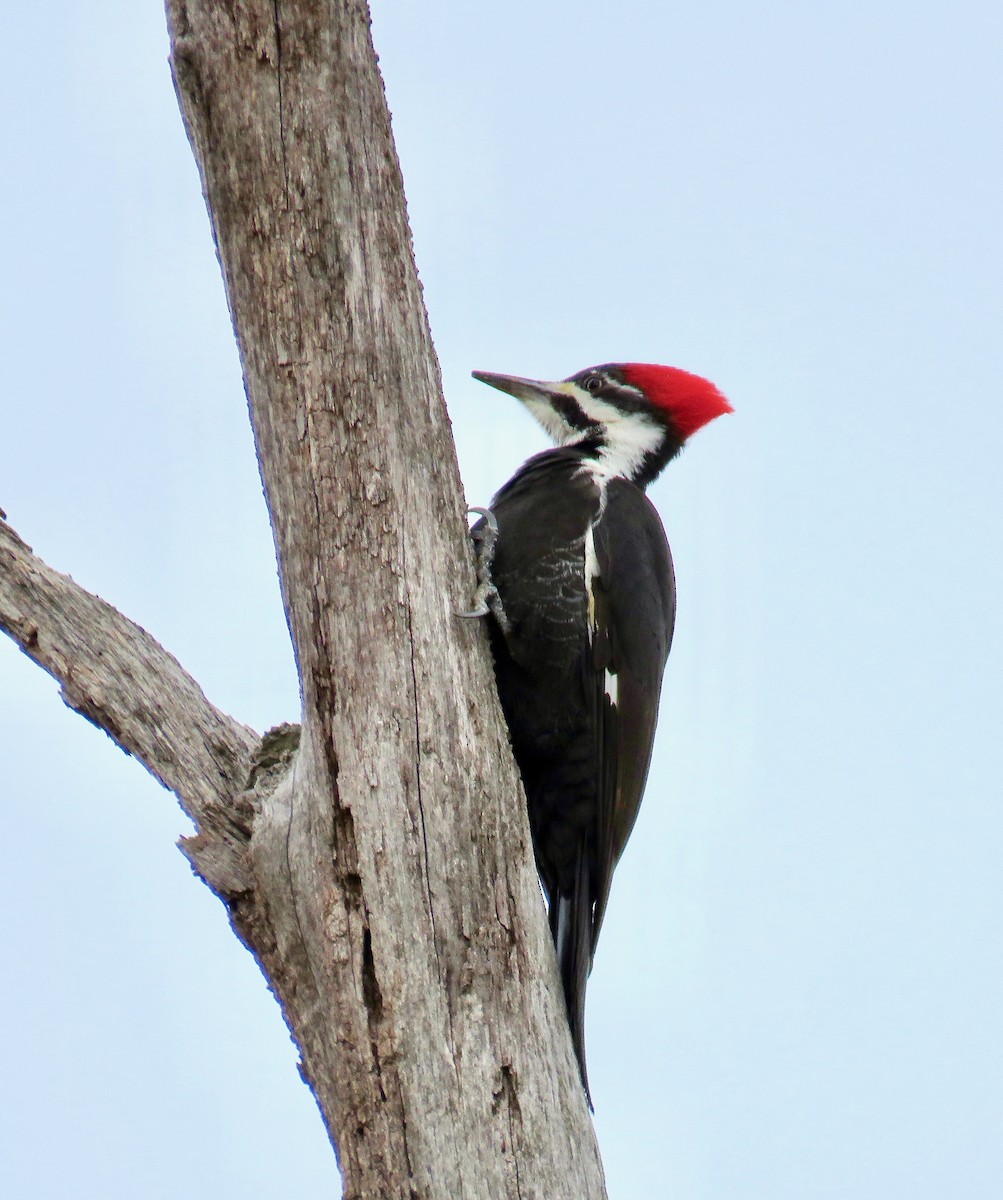 Pileated Woodpecker - Ann Tanner