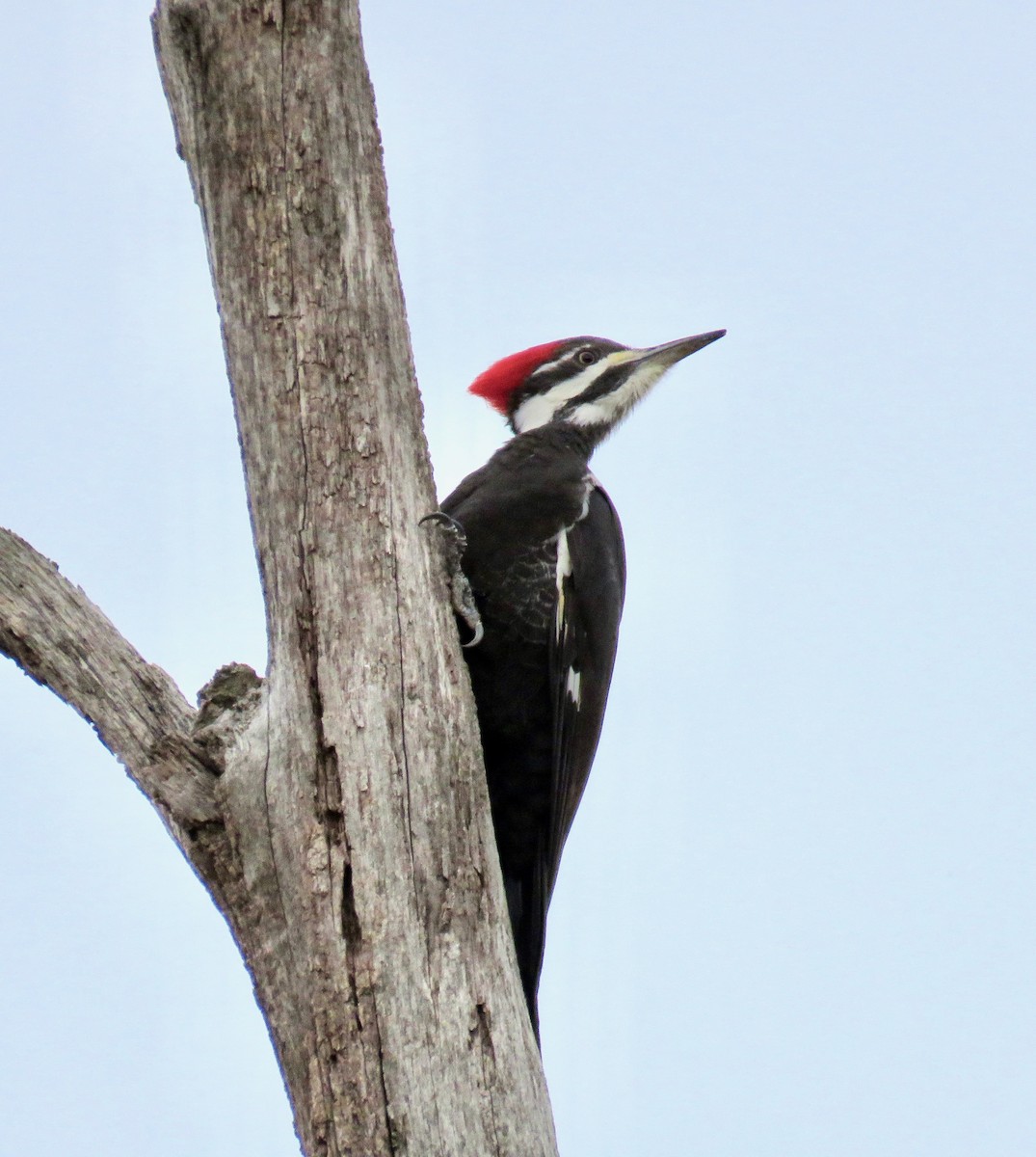 Pileated Woodpecker - Ann Tanner