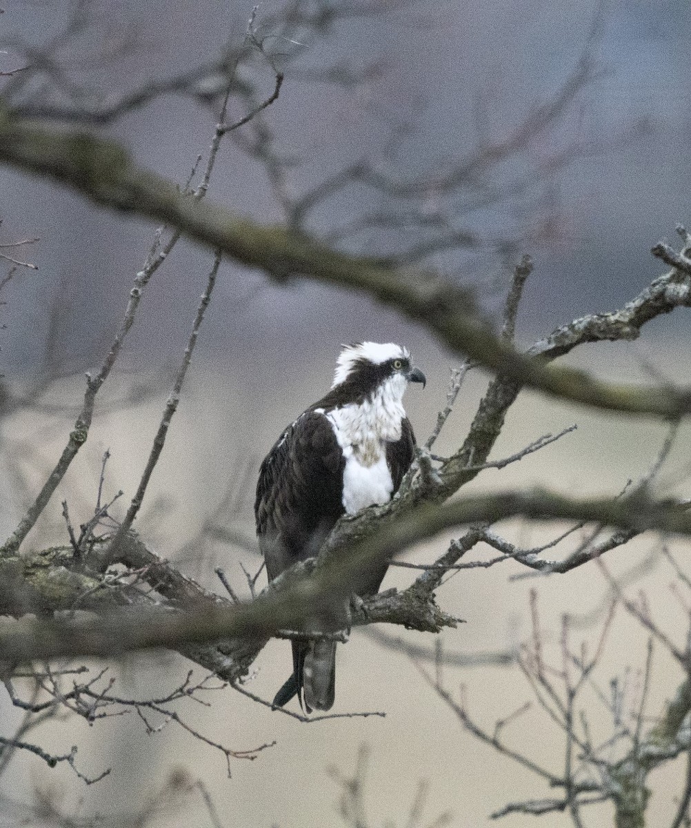 Osprey - ML147100781