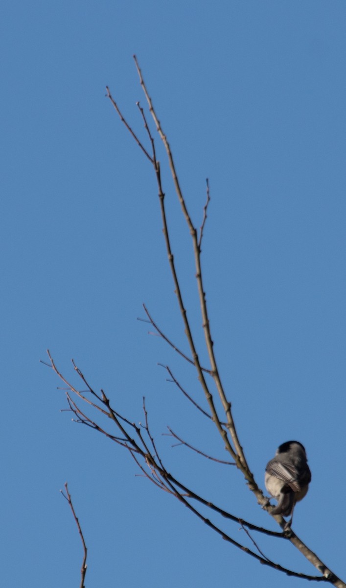 Carolina Chickadee - ML147101361