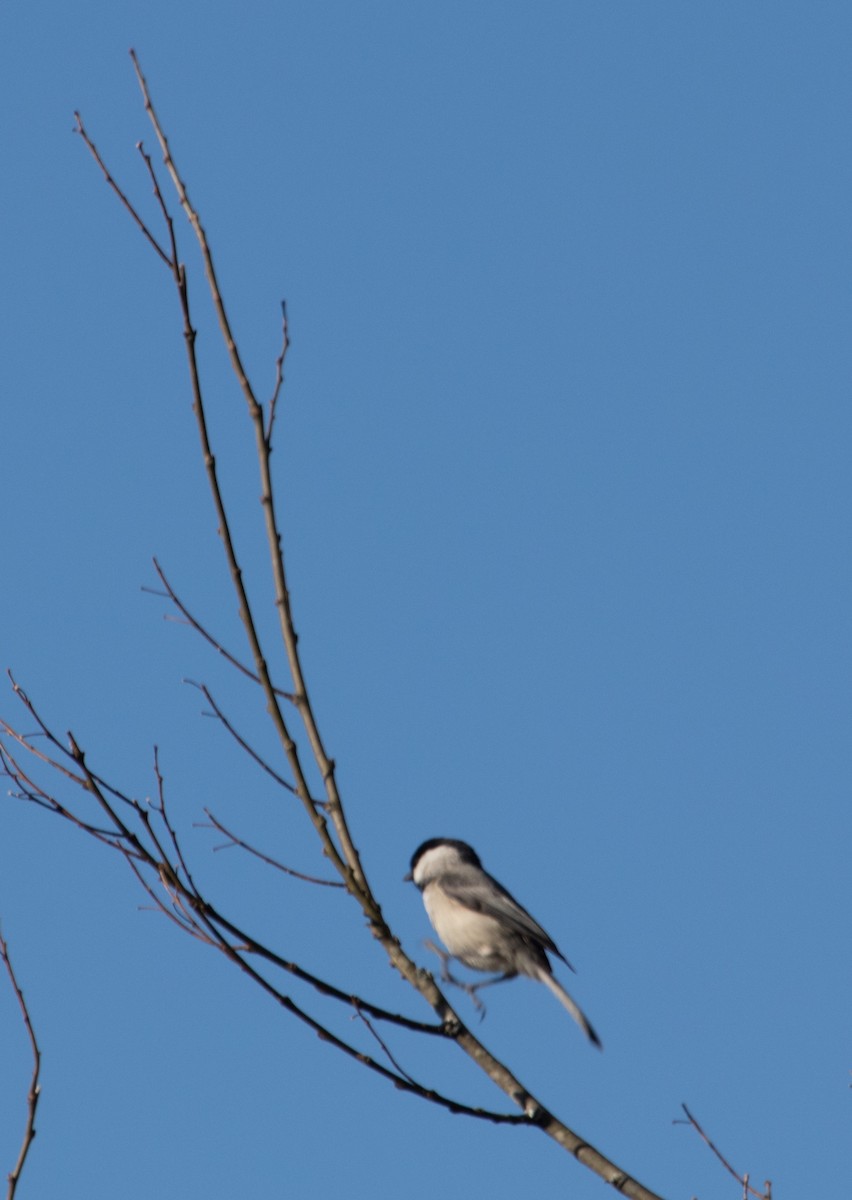 Carolina Chickadee - ML147101411