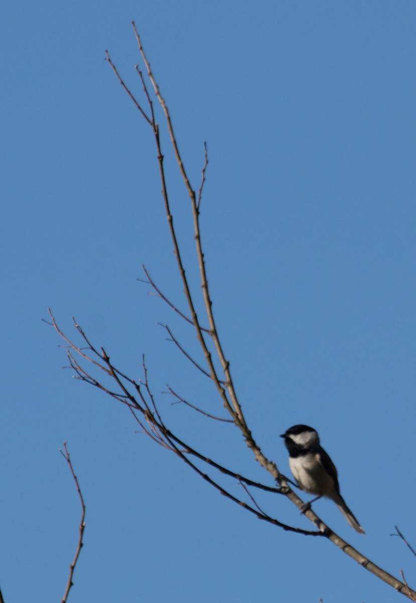 Carolina Chickadee - ML147101491