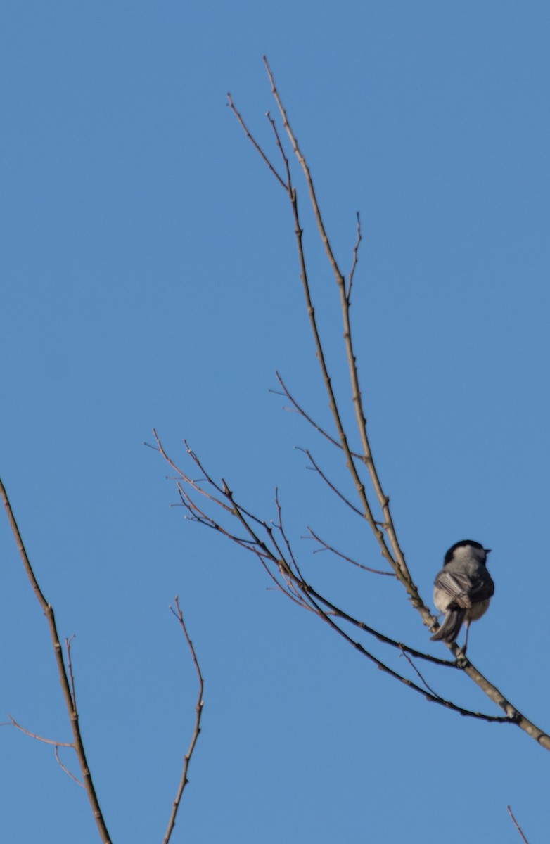 Carolina Chickadee - ML147101581