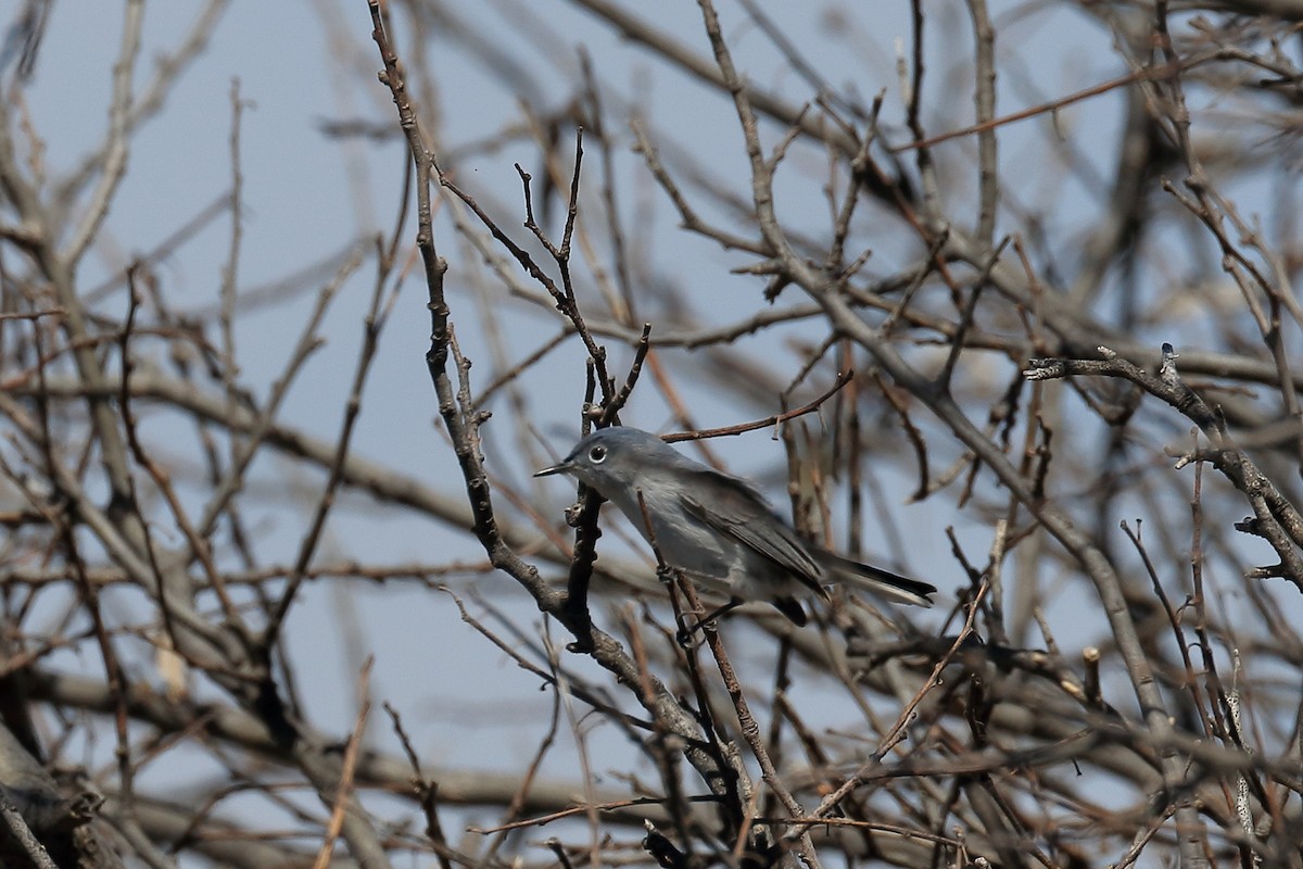 Blue-gray Gnatcatcher - Lawrence Haller