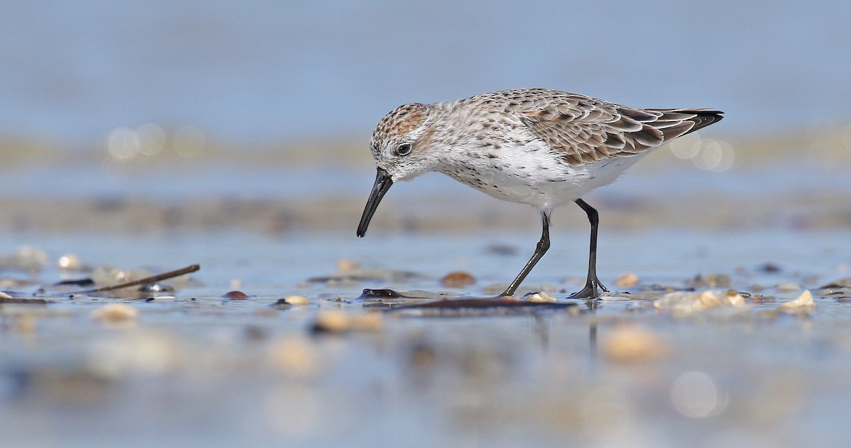 Bergstrandläufer - ML147106891