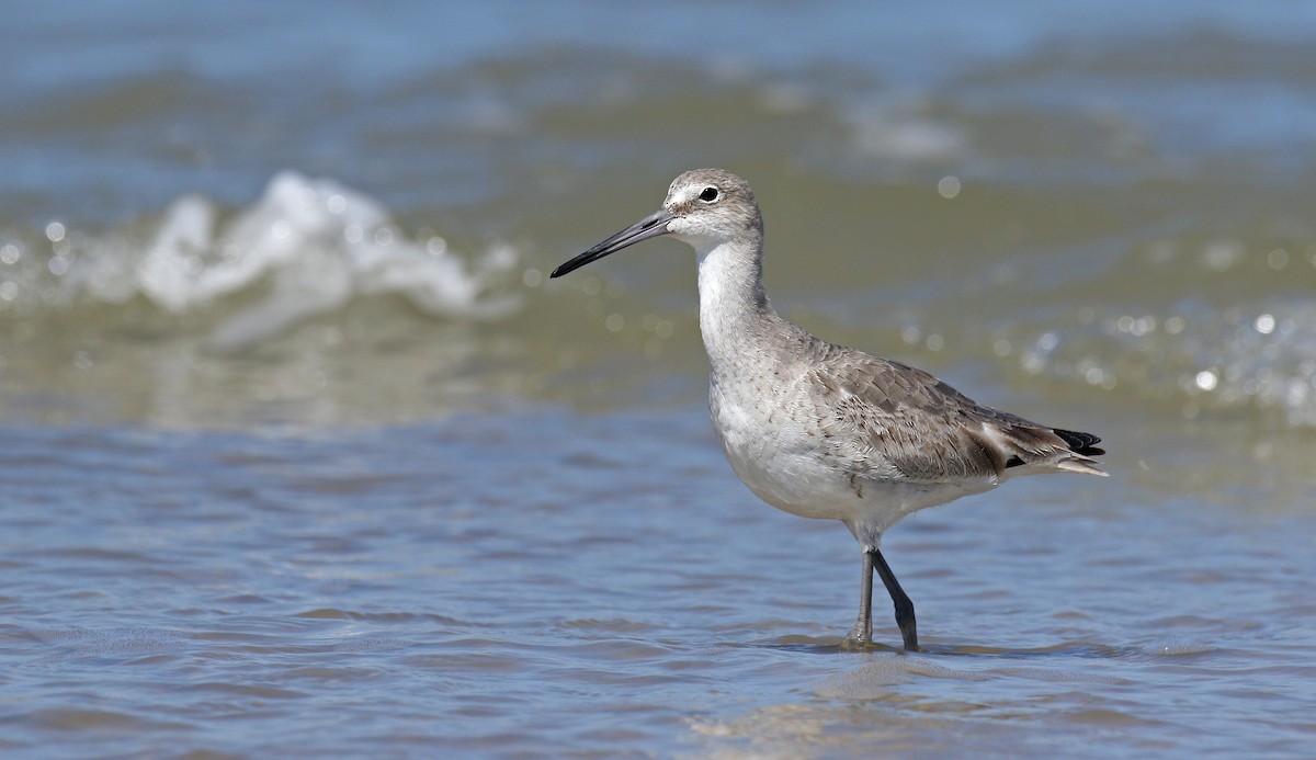 Willet - ML147107071