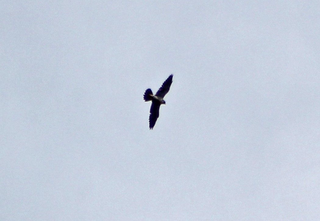 Peregrine Falcon - ML147107251