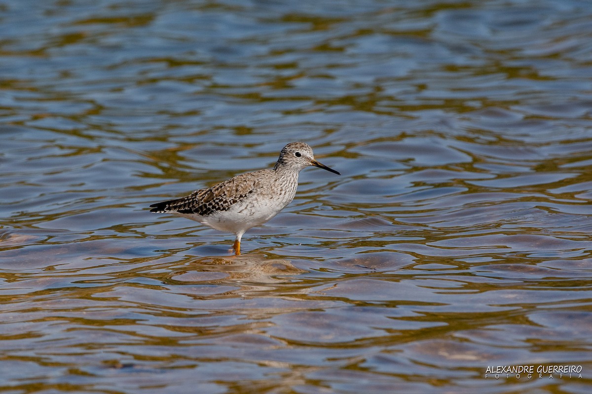 Lesser Yellowlegs - ML147108491