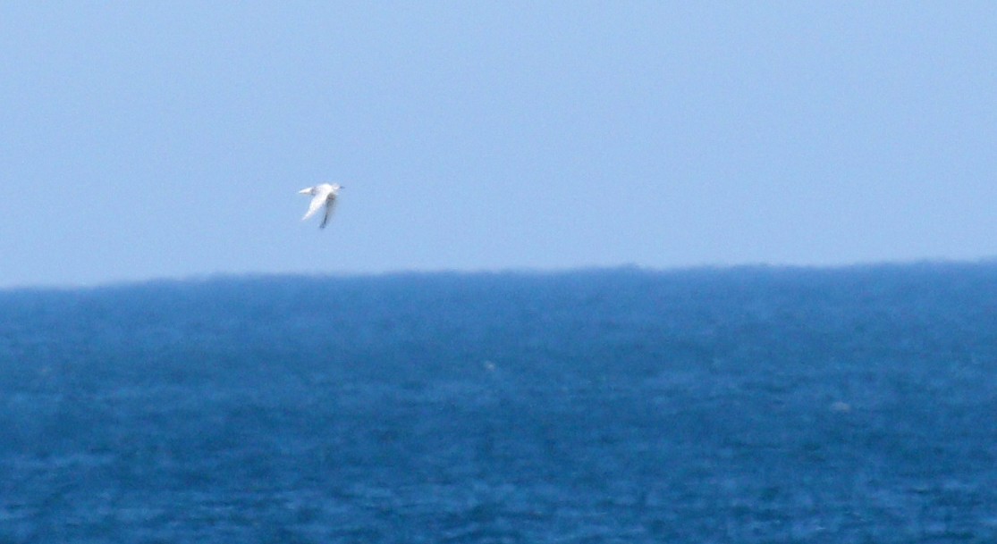 Gull-billed Tern - ML147108831