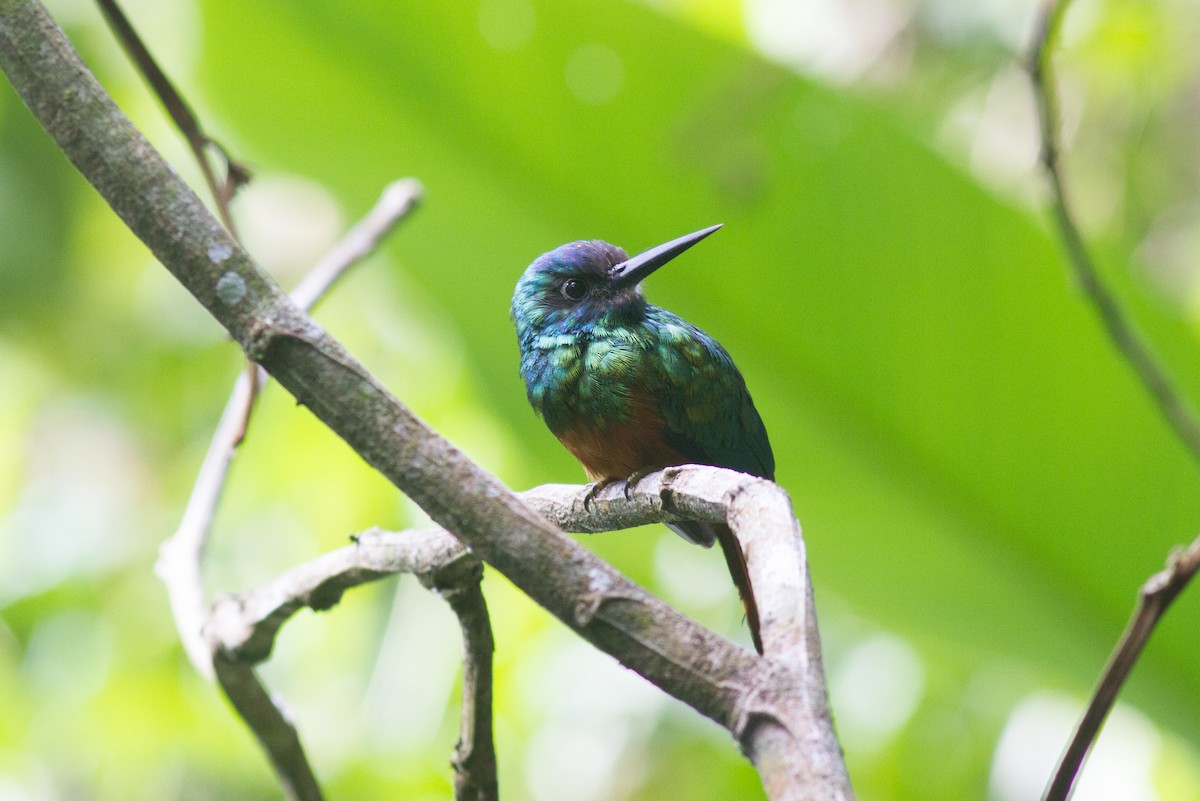 Bluish-fronted Jacamar - ML147110641