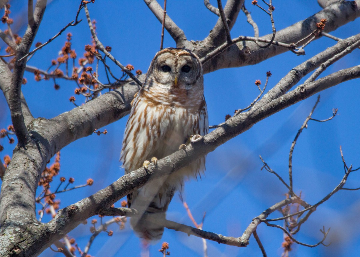 Barred Owl - Tom Lally