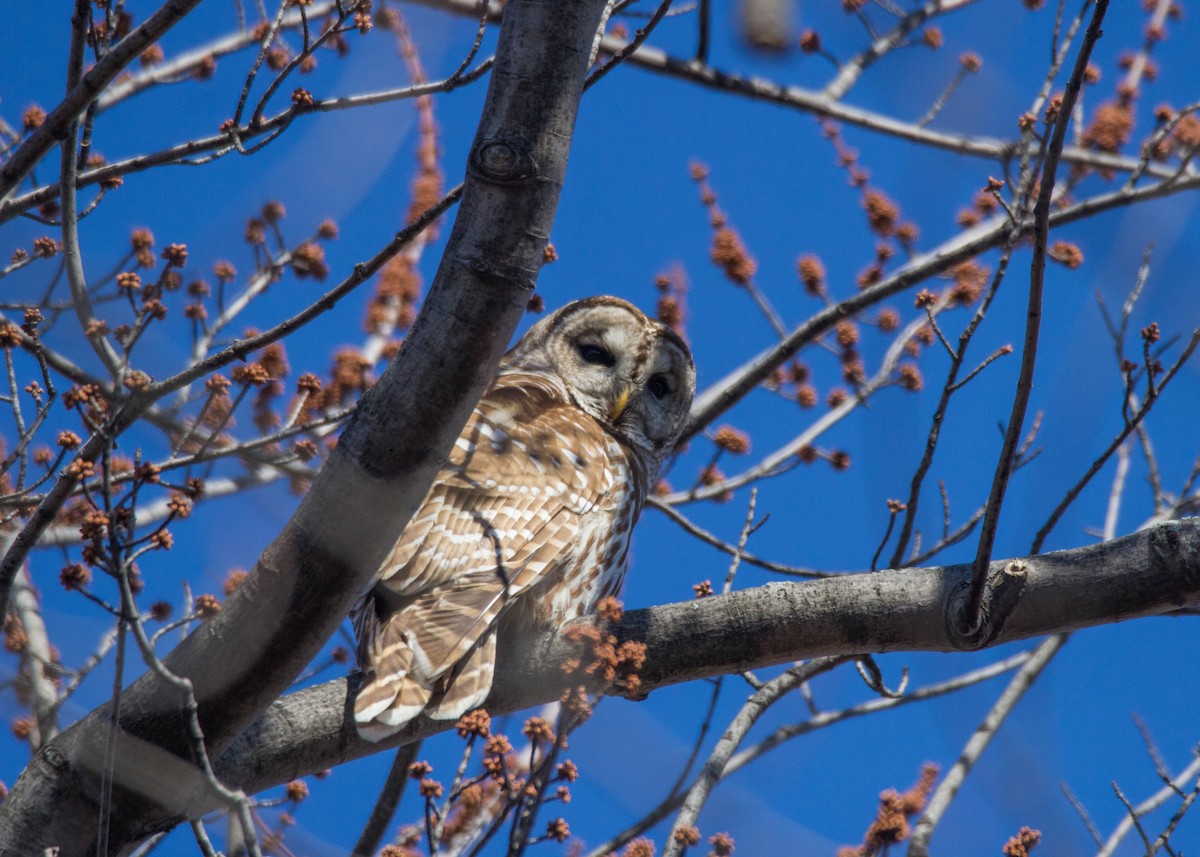 Barred Owl - ML147110881