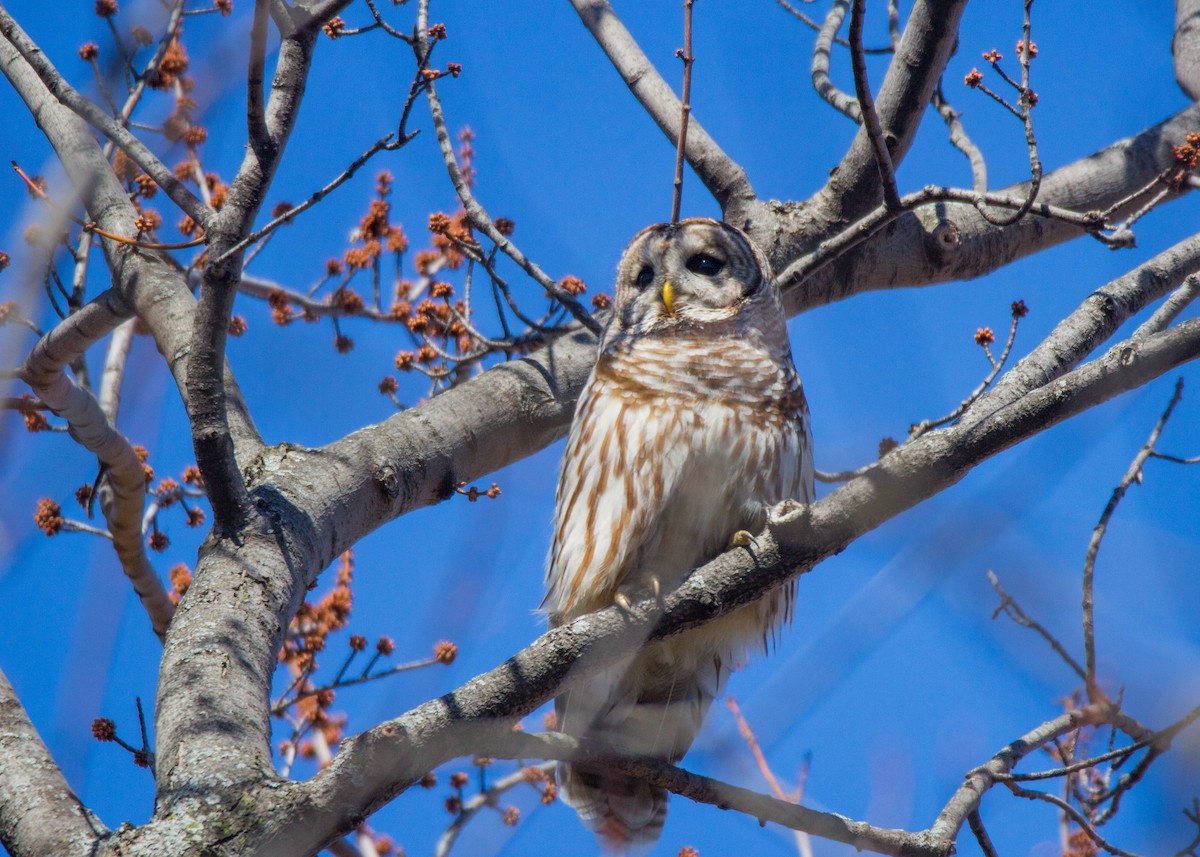 Barred Owl - ML147110901