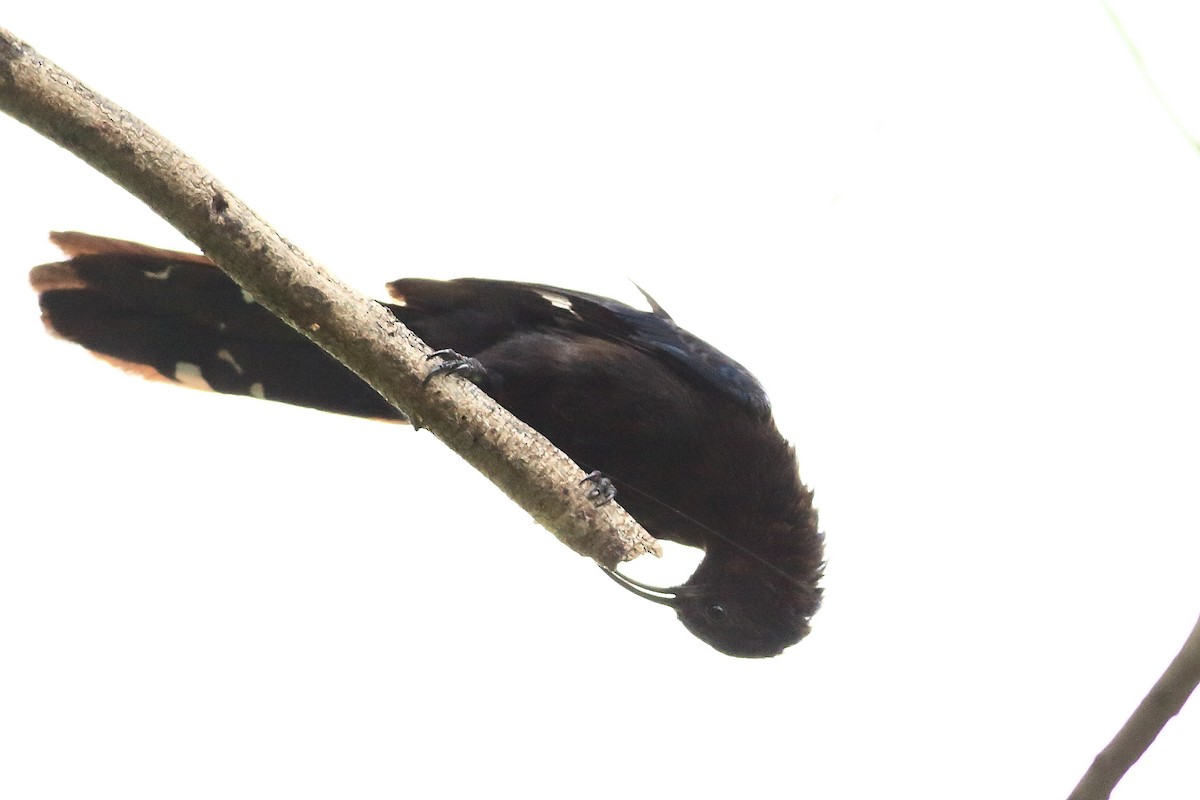 Common Scimitarbill - ML147110971