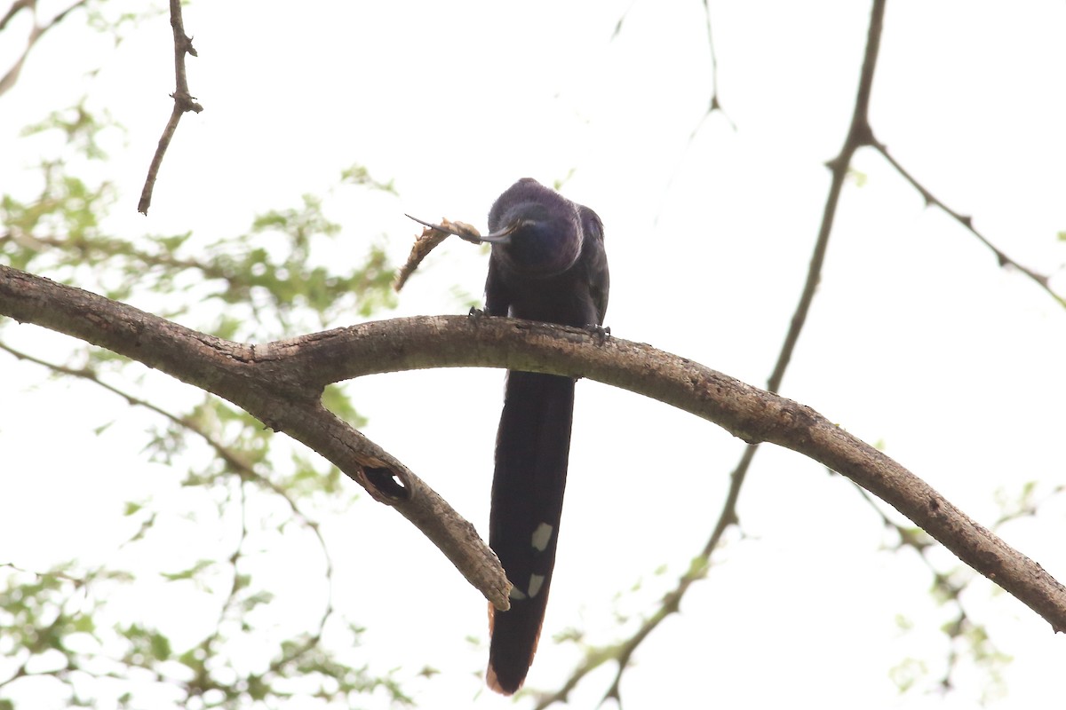 Common Scimitarbill - ML147111001