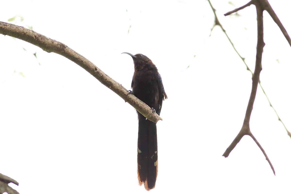 Common Scimitarbill - ML147111021