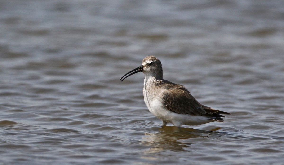 Curlew Sandpiper - ML147111331