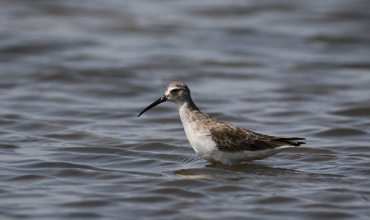 Curlew Sandpiper - ML147111351