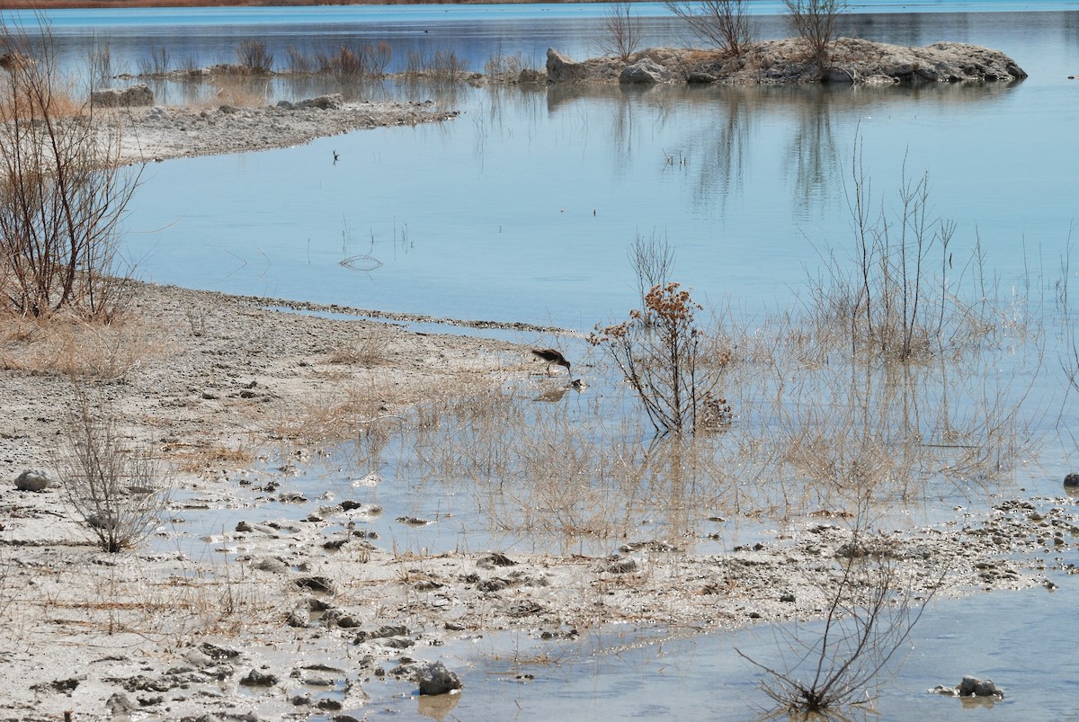 Long-billed Dowitcher - ML147112161