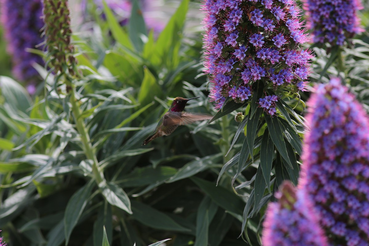 Anna's Hummingbird - Rauri Bowie