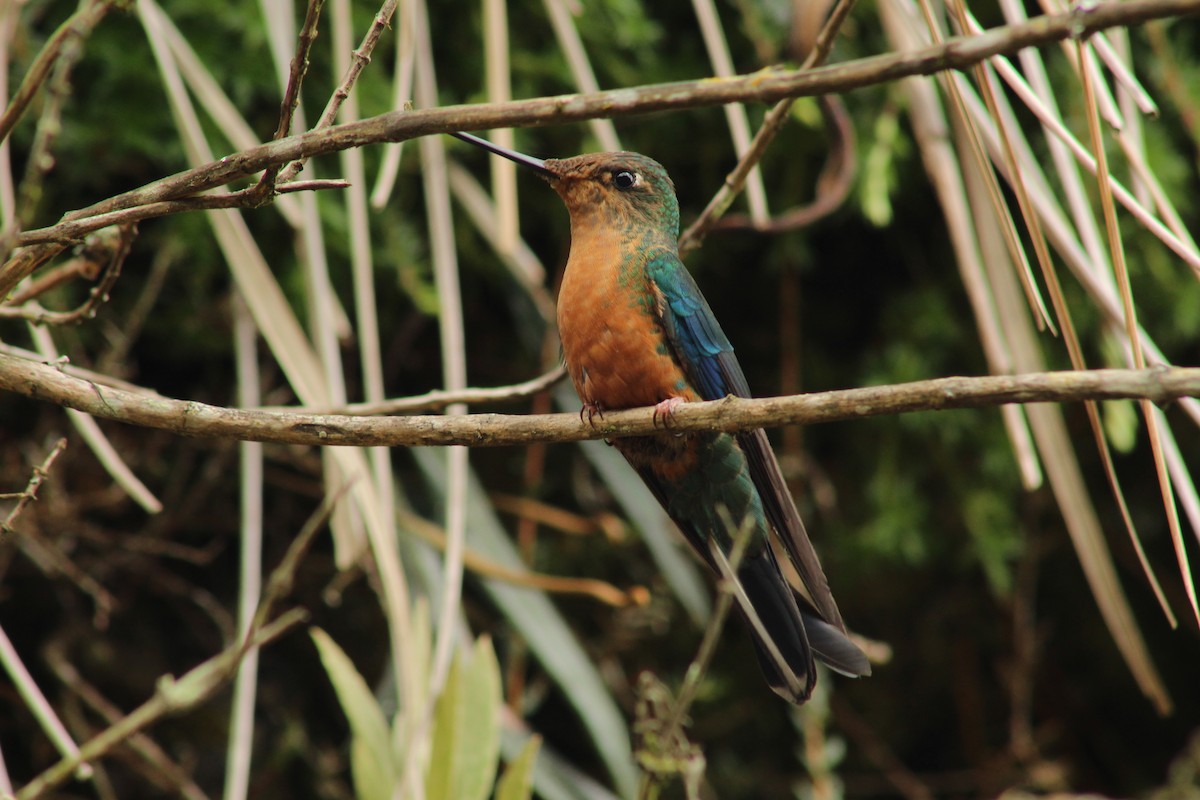 kolibřík modrokřídlý - ML147113551