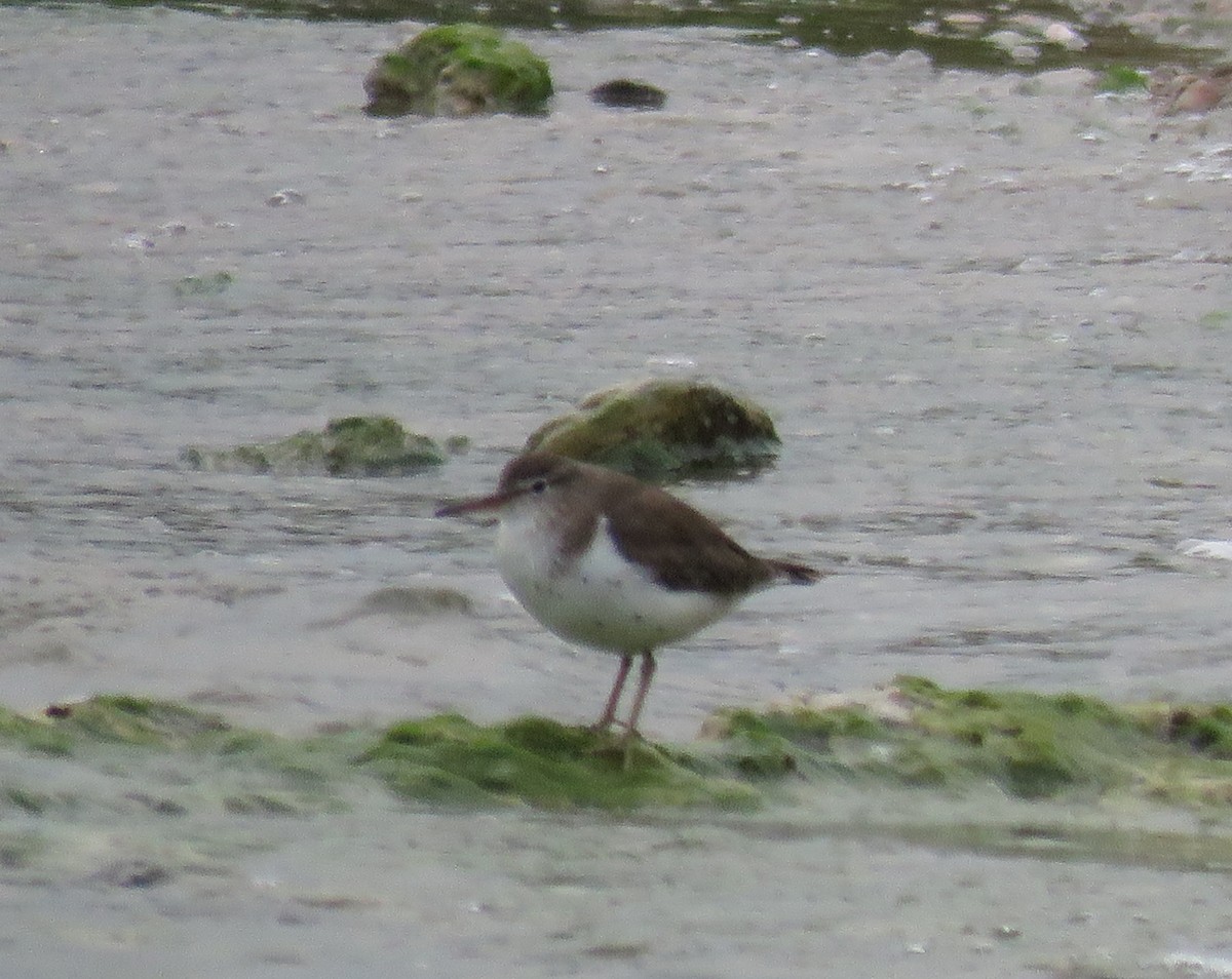 Spotted Sandpiper - ML147114371