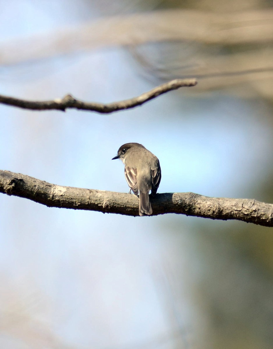 Eastern Phoebe - M Huston