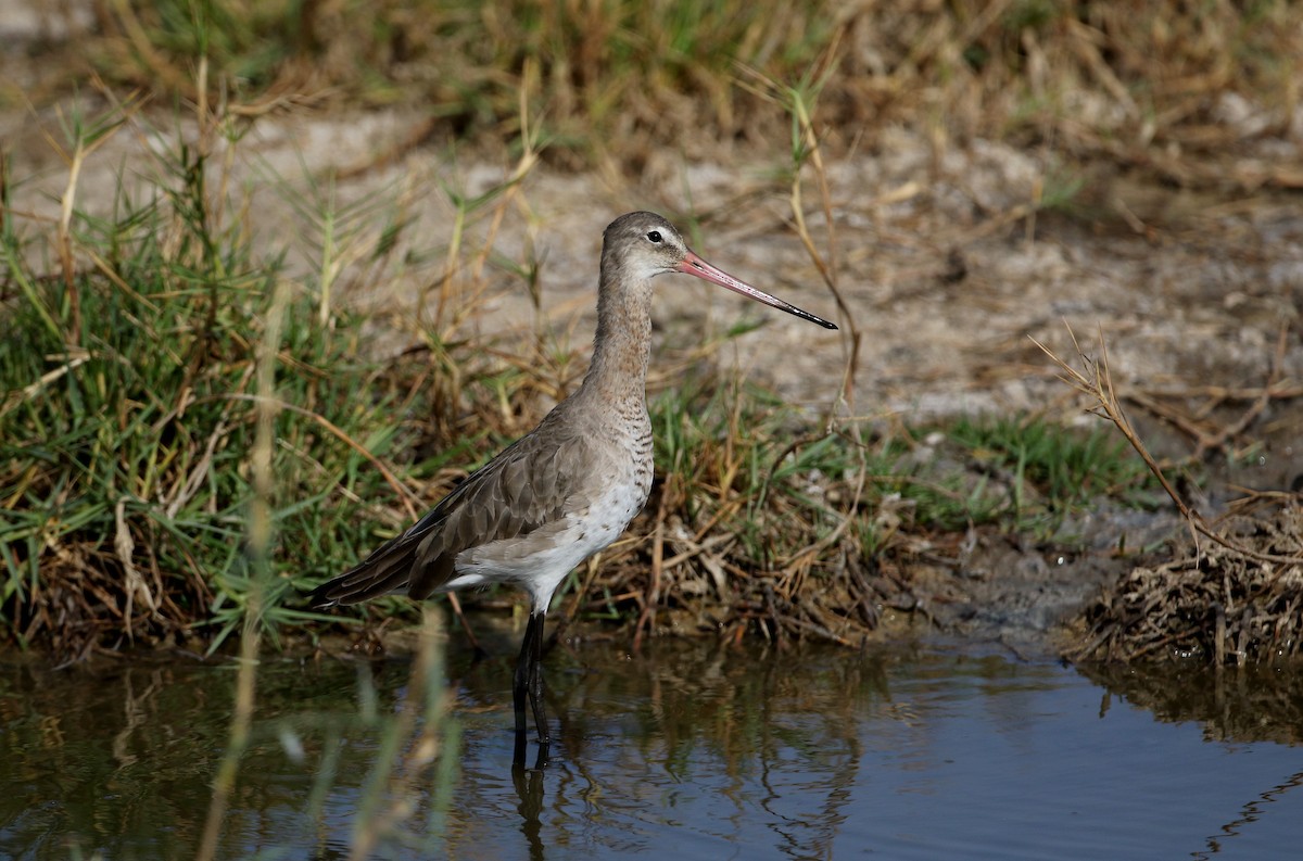 Black-tailed Godwit - ML147116241