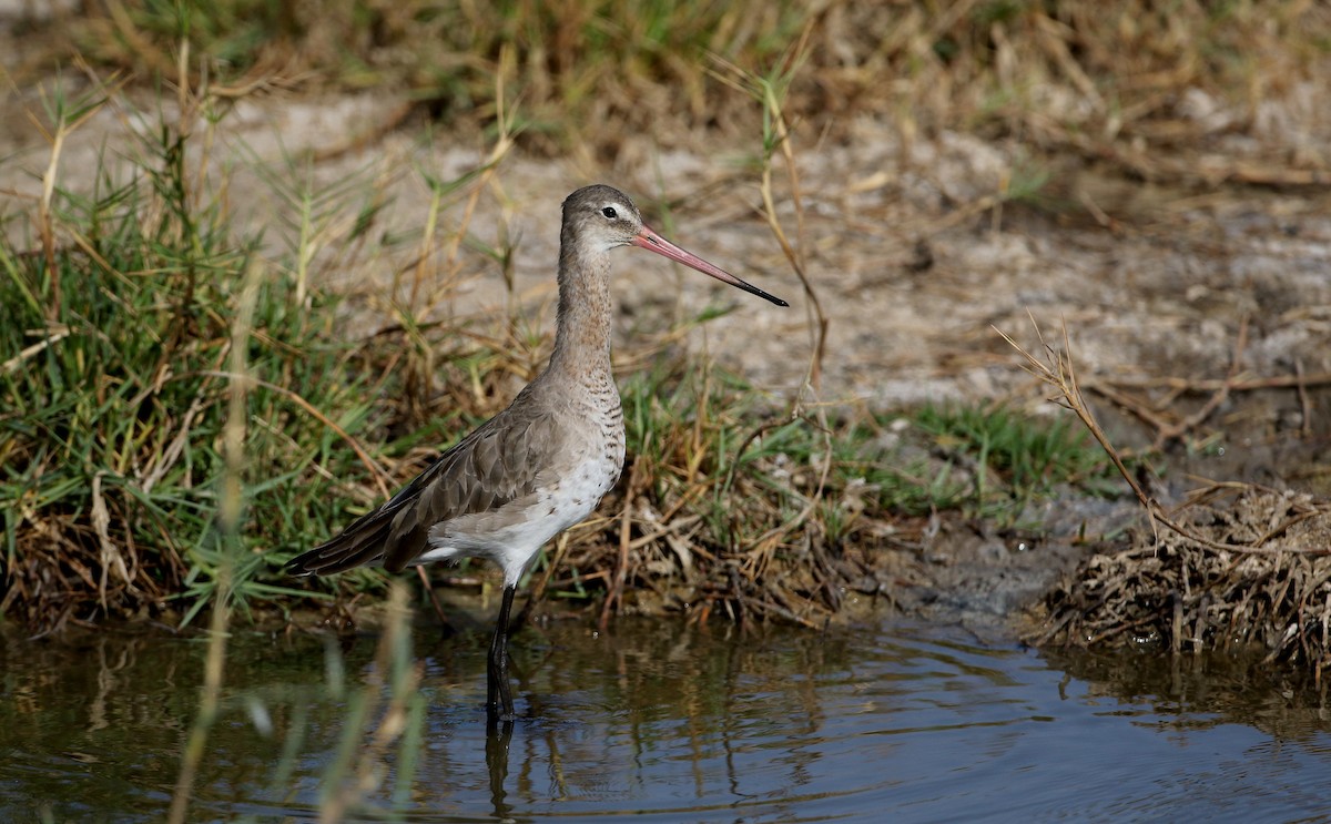 Black-tailed Godwit - ML147116301