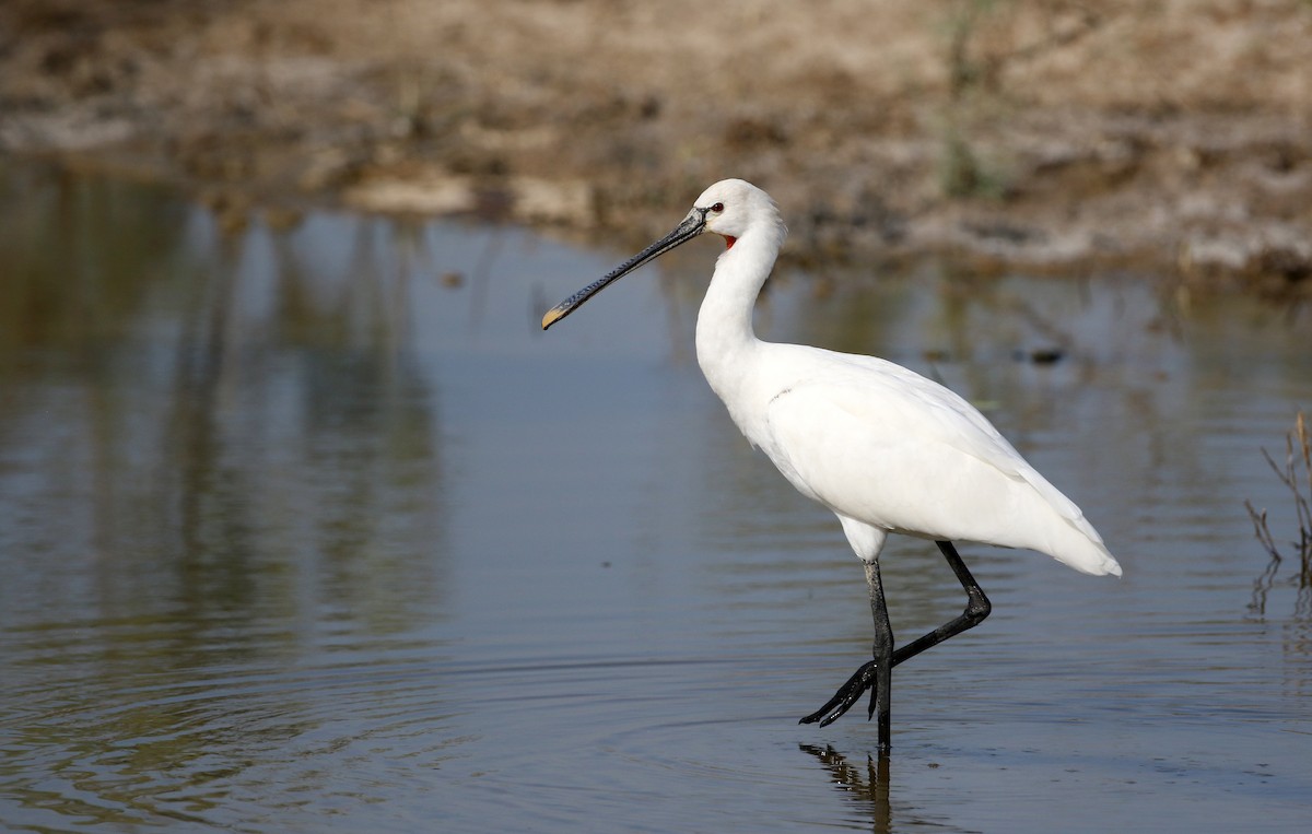 Eurasian Spoonbill - ML147116361