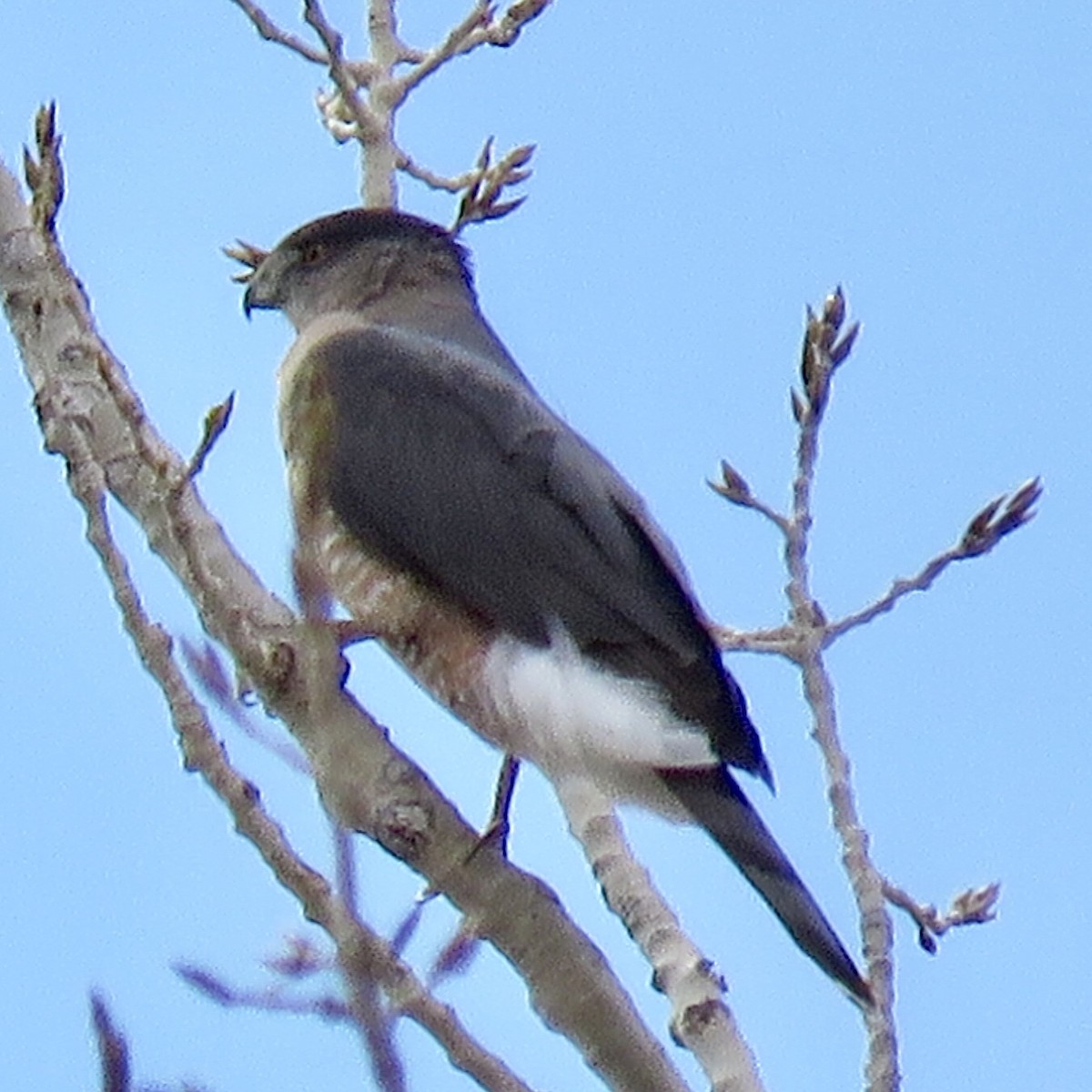 Cooper's Hawk - ML147117571